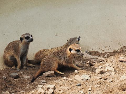 Slender-tailed Meerkats