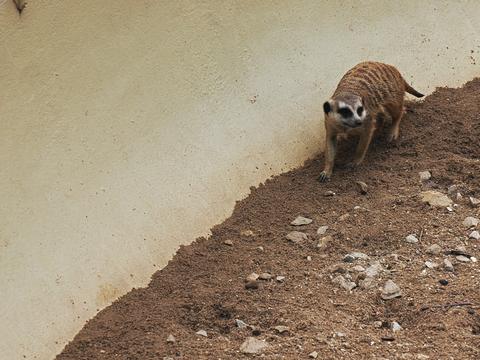 Slender-tailed Meerkat #2