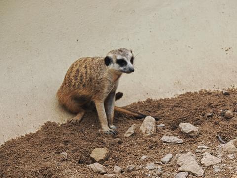 Slender-tailed Meerkat #3
