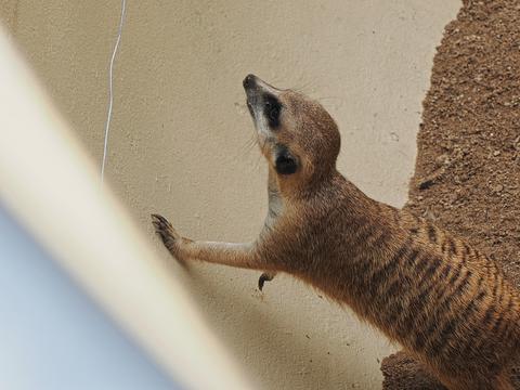 Slender-tailed Meerkat #4