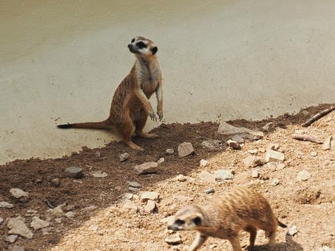 Slender-tailed Meerkats #2