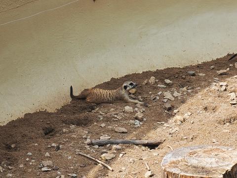Slender-tailed Meerkat #5