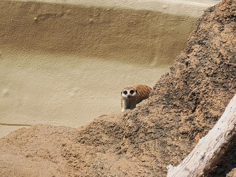Slender-tailed Meerkat #6