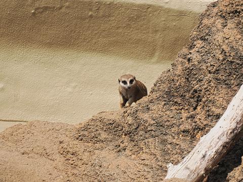 Slender-tailed Meerkat #7