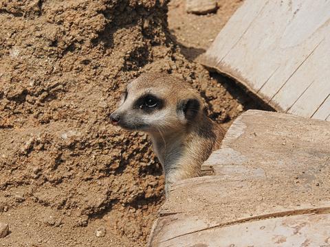 Slender-tailed Meerkat #8