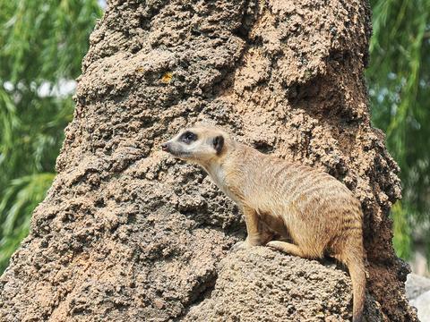 Slender-tailed Meerkat #9