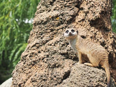 Slender-tailed Meerkat #10
