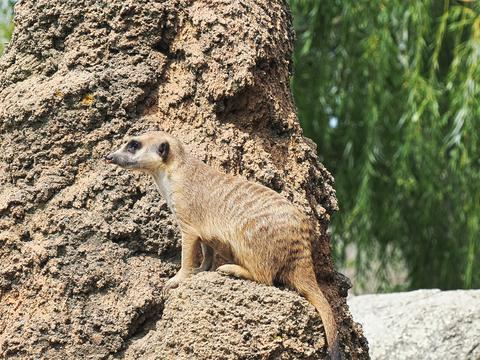 Slender-tailed Meerkat #11