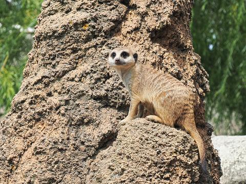 Slender-tailed Meerkat #12