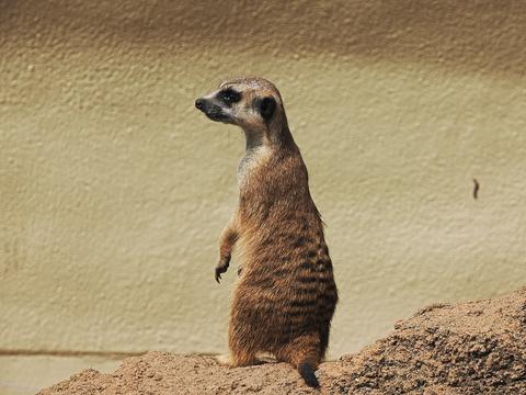 Slender-tailed Meerkat #13