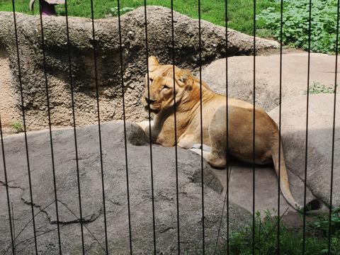 Lion #2