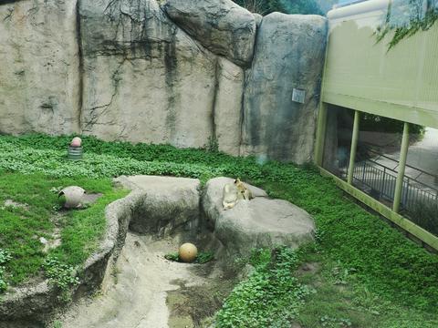 Lion #3