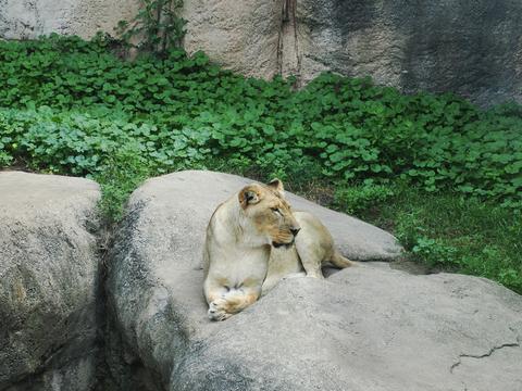 Lion #4