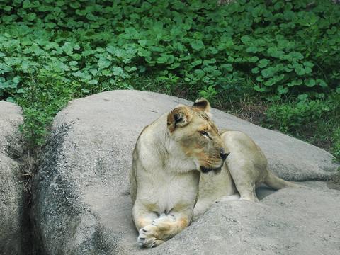 Lion #5