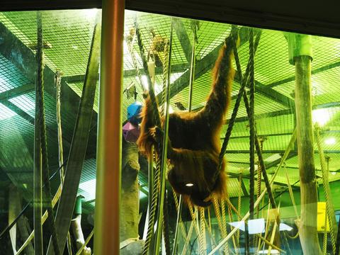 Orangutan