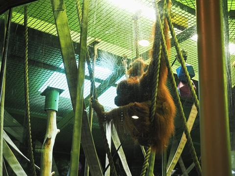Orangutan #2