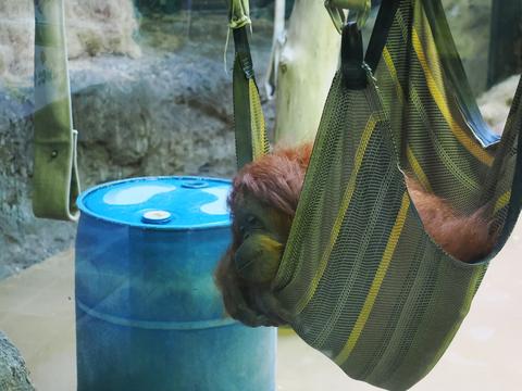 Orangutan #3