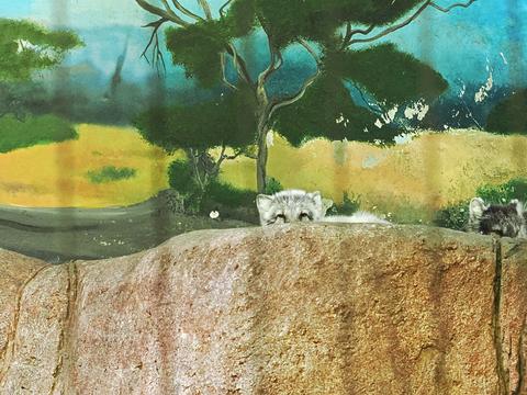 Arctic Fox #3