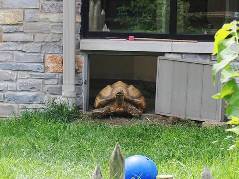 Fast moving turtle #4