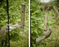 Squirrels using birdfeeder pictures