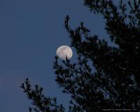 Moon through the pine tree picture
