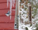 Winter birds feeding pictures