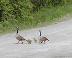 Goose family picture