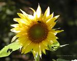 Sunflower and bee picture