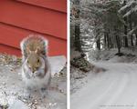 Winter squirrel and snowy road pictures