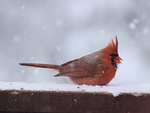 Cardinal picture