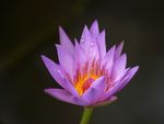 Water lily picture