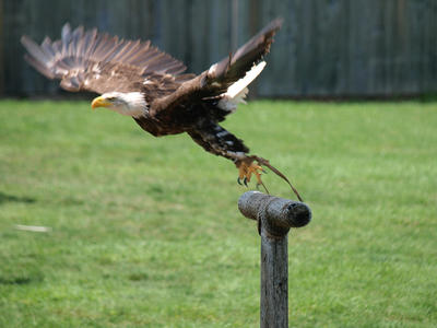 Bald eagle take-off