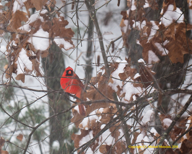 Winter cardinal