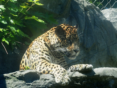 Jaguar at the Stone Zoo