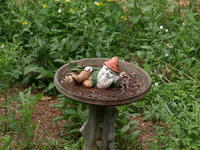 Olympus 40-150mm lens, image stabalization, ISO 100