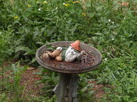 Olympus 40-150mm lens, image stabalization, ISO 1600