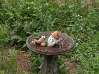 Olympus 40-150mm lens, no image stabalization, ISO 1600