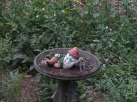 Vivitar 70-210mm, no image stabalization, ISO 1600